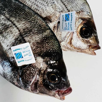 Deux dorades grises de ligne, pêchées en Bretagne, sur fond gris clair, vue de près avec Pin's de qualité.